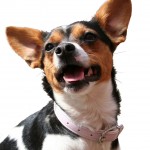 Addison’s Disease in Dogs