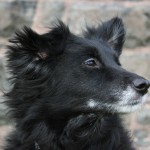 Dog Addison Disease Symptoms