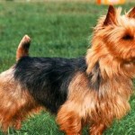 Australian Terrier