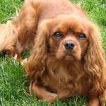 Cavalier King Charles Spaniel
