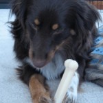 How To Handle A Food Guarding Dog