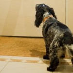 Teaching Your Dog To Greet Guests