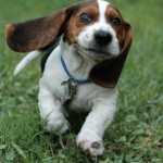 Teaching the dog to come