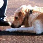 Teaching your dog the down command