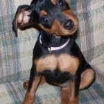 Pinscher
