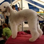 The strangest looking dogs