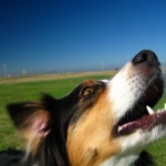 What does the sharp barking indicate