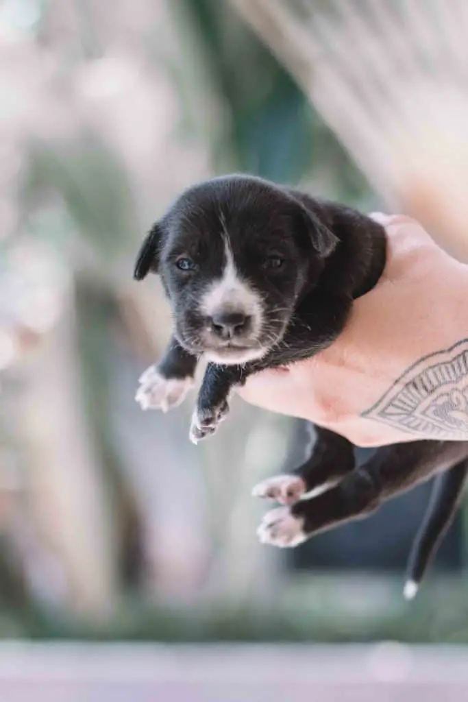 holding newborn pup