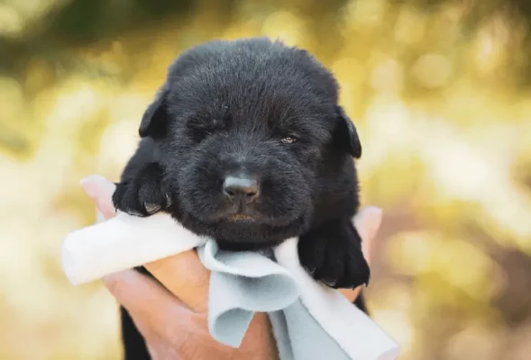 newborn black puppy