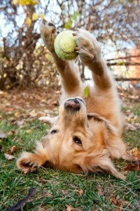 Fun & easy games to play with your dog