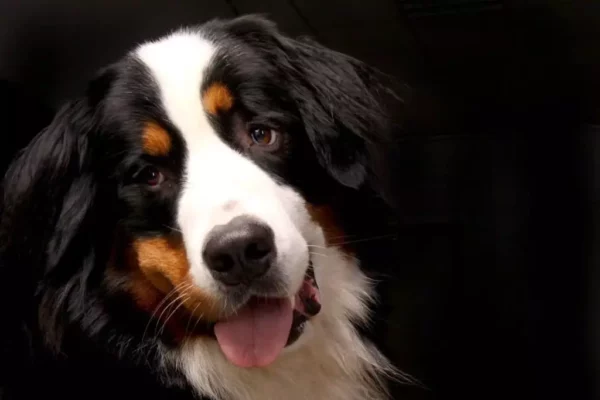 Can a Bernese mountain dog live in an apartment?