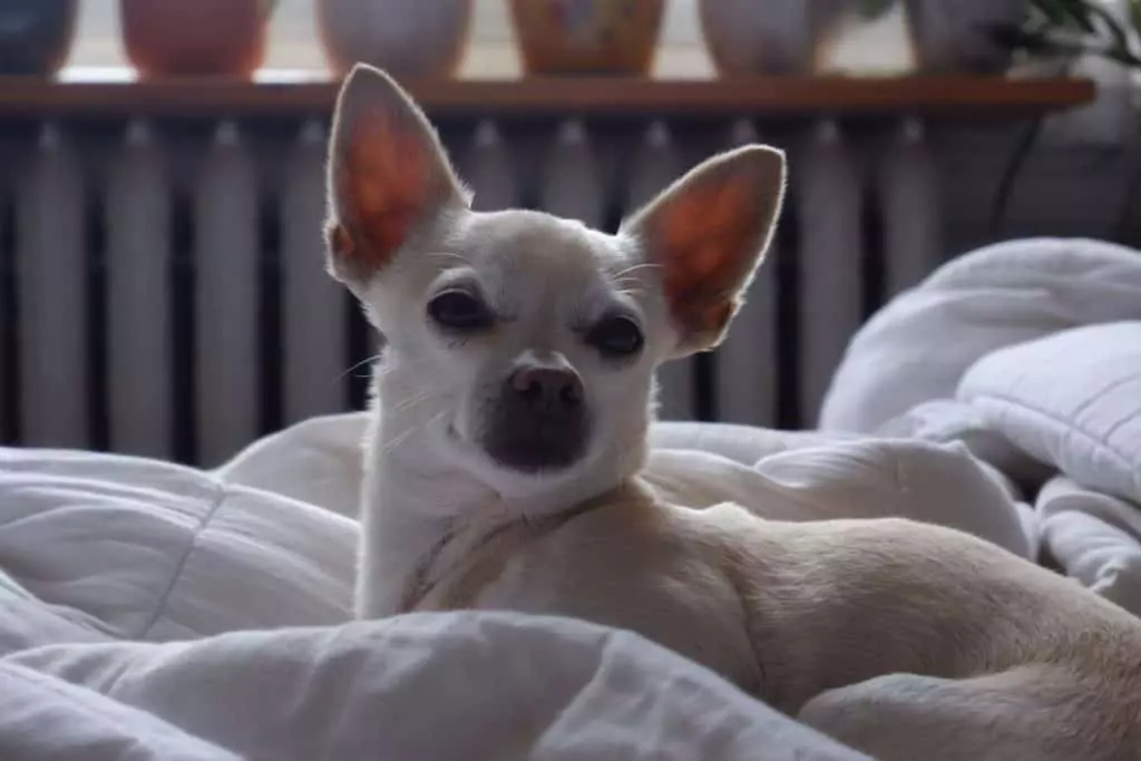 Best Natural (and Delicious) Homemade Diets For Chihuahuas Explained