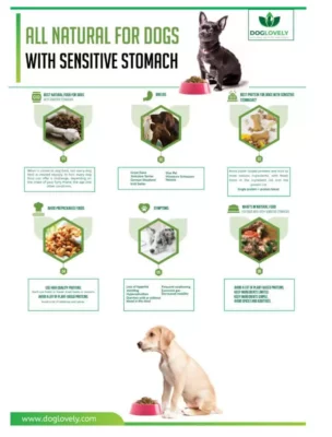 [Infographic] Natural Foods for Dogs With Sensitive Stomach