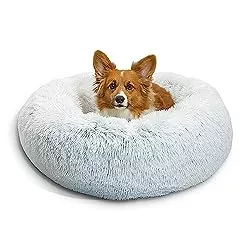 Top Comfy Beds for Bernese Mountain Dogs