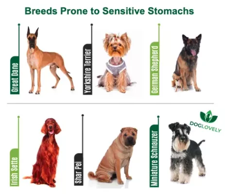 Breeds prone to sensitive stomachs