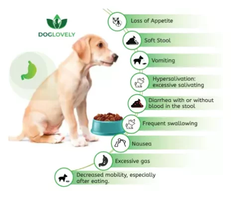 Symptoms of sensitive stomach in dogs